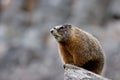 Yellow bellied marmot in yellowstone