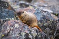 A Yellow Bellied Marmot in Yellowstone National Park, Wyoming