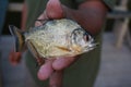 Yellow Bellied Piranha