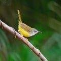 Yellow-bellied Prinia