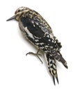 Yellow-Bellied Sapsucker