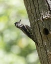 Female Yellow-Bellied Sapsucker in a forest Royalty Free Stock Photo