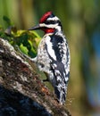 Yellow bellied sapsucker Royalty Free Stock Photo