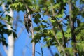 Yellow Bellied SapSucker