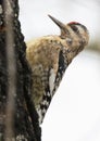 Yellow Bellied Sapsucker Royalty Free Stock Photo