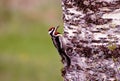 Yellow Bellied Sapsucker 8769