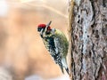 Yellow bellied sapsucker on a tree Royalty Free Stock Photo