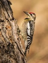 Yellow-bellied Sapsucker