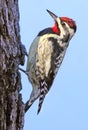 Yellow-bellied Sapsucker Woodpecker Portrait Sitting On A Tree Trunk Into The Forest