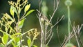 Yellow-bellied seedeater in a field Royalty Free Stock Photo