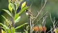 Yellow-bellied seedeater in a field Royalty Free Stock Photo