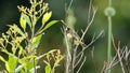 Yellow-bellied seedeater in a field Royalty Free Stock Photo