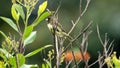 Yellow-bellied seedeater in a field Royalty Free Stock Photo