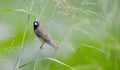 Yellow-bellied Seedeater Sporophila nigricollis Royalty Free Stock Photo