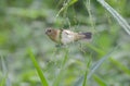 Yellow-bellied Seedeater Sporophila nigricollis Royalty Free Stock Photo