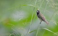 Yellow-bellied Seedeater Sporophila nigricollis Royalty Free Stock Photo