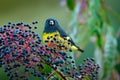 Yellow-bellied Siskin, Carduelis xanthogastra, tropical yellow and black bird eating blue fruit in the nature habitat, Savegre, fe Royalty Free Stock Photo