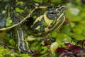 Yellow-bellied slider