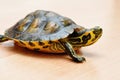 Yellow-bellied slider