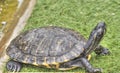 Yellow Bellied Slider Turtle Royalty Free Stock Photo