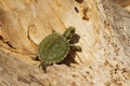 Yellow Bellied Slider Turtle - Alabama USA Royalty Free Stock Photo