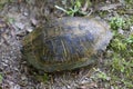 Yellow Bellied Slider Turtle - Alabama USA Royalty Free Stock Photo