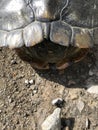 Yellow Bellied Slider Turtle - Alabama USA - Shell Details - Morgan County Alabama Royalty Free Stock Photo