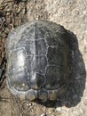 Yellow Bellied Slider Turtle - Alabama USA - Shell Details - Morgan County Alabama Royalty Free Stock Photo