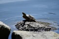 Yellow bellied slider turtle juvenile, 1.