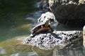 Yellow bellied slider turtle juvenile, 2.