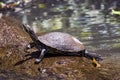 Yellow-bellied slider Turtle sunbathing at Tortuguero - Costa Rica Royalty Free Stock Photo