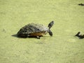 yellow bellied slider turtle in the swamp covered with green algae Royalty Free Stock Photo