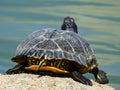 Yellow-bellied slider Turtle about to dive Royalty Free Stock Photo