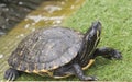 Yellow Bellied Slider Turtle Royalty Free Stock Photo