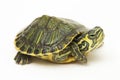 The yellow-bellied slider turtle (Trachemys scripta scripta) isolated on white background Royalty Free Stock Photo