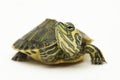 The yellow-bellied slider turtle (Trachemys scripta scripta) isolated on white background Royalty Free Stock Photo