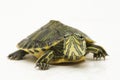 The yellow-bellied slider turtle (Trachemys scripta scripta) isolated on white background Royalty Free Stock Photo