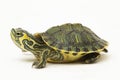 The yellow-bellied slider turtle (Trachemys scripta scripta) isolated on white background Royalty Free Stock Photo