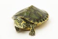 The yellow-bellied slider turtle (Trachemys scripta scripta)  on white background Royalty Free Stock Photo