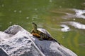 Yellow bellied slider turtle (Trachemys scripta) Royalty Free Stock Photo