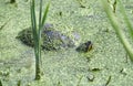 Yellow bellied Slider Turtle swimming in duckweed wetlands marsh at Phinizy Swamp Nature Park, Richmond County, Georgia