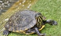 Yellow Bellied Slider Turtle Royalty Free Stock Photo