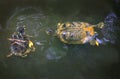 Yellow Bellied Slider Turtles