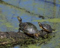 Pond Slider Turtles