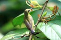 Yellow-bellied Sunbird Royalty Free Stock Photo