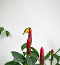 Yellow-bellied sunbird eating water in the red flowers in the local area of Thailand on a white background