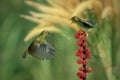 Yellow-bellied Sunbird or Olive-backed Sunbird (Nectarinia jugularis or Cinnyris jugularis) Royalty Free Stock Photo