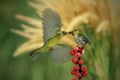 Yellow-bellied Sunbird or Olive-backed Sunbird (Nectarinia jugularis or Cinnyris jugularis) Royalty Free Stock Photo