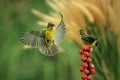 Yellow-bellied Sunbird or Olive-backed Sunbird (Nectarinia jugularis or Cinnyris jugularis) Royalty Free Stock Photo