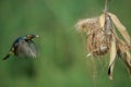 Yellow-bellied Sunbird or Olive-backed Sunbird (Nectarinia jugularis or Cinnyris jugularis) Royalty Free Stock Photo